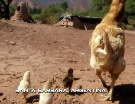santa barbara chickens