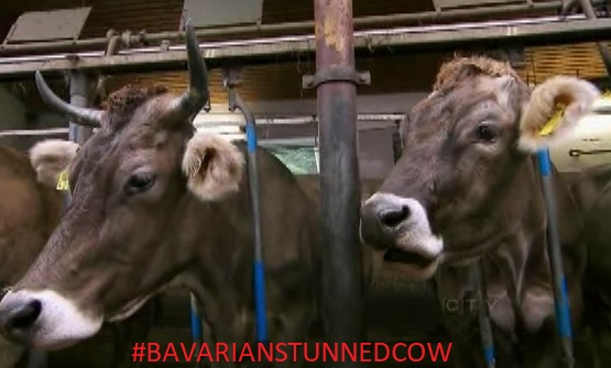bavaria cow 2