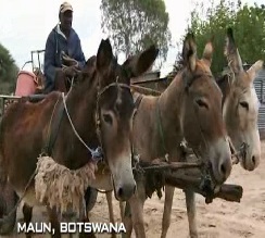 maun donkeys