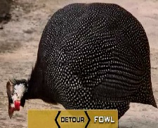 maun fowl