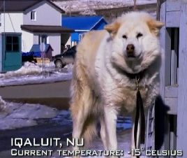 iqaluit dog 1