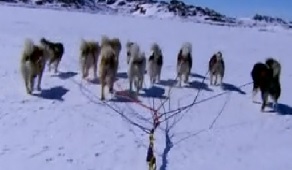 iqaluit dog sled 1