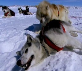 iqaluit dog sled 2