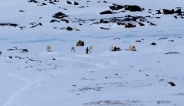 iqaluit harpoon hunter 3