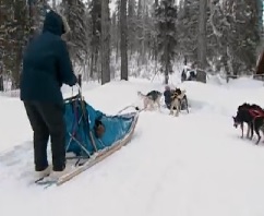 alaska dog sled